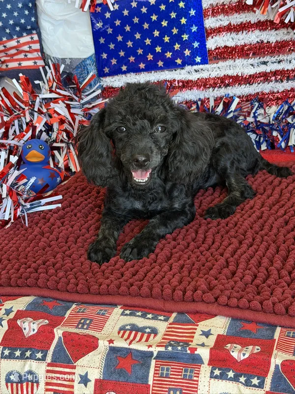 Cuddles – Poodle - Toy  puppy for sale in Gaffney, SC