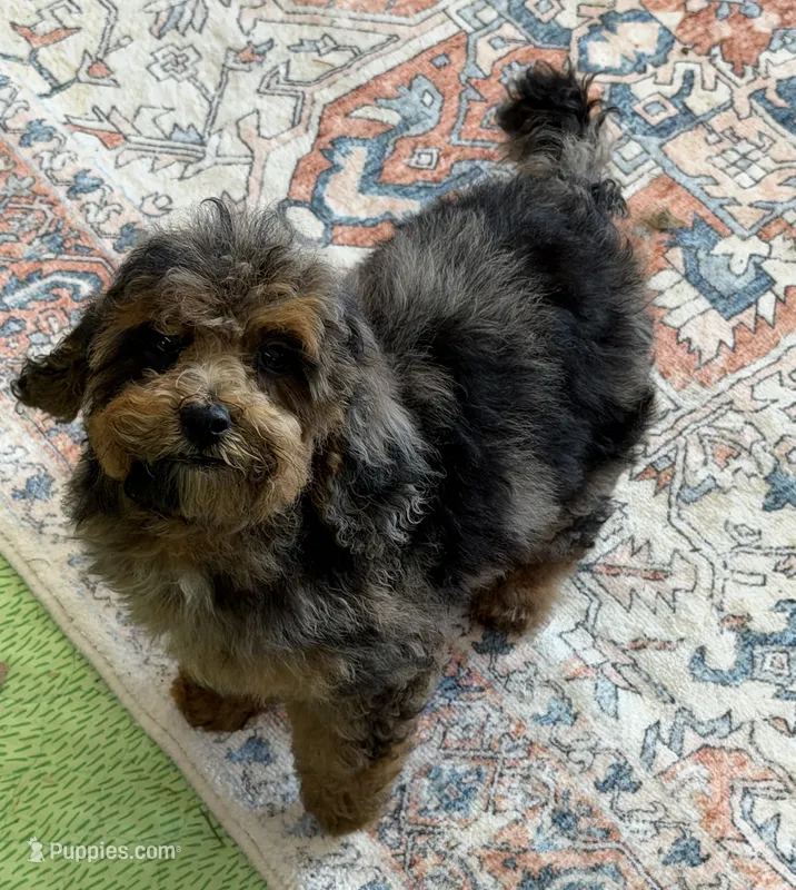 Bella – Cockapoo puppy for sale in Gaffney, SC