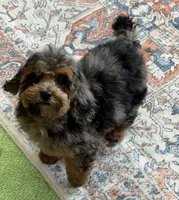 Bella, a female Cockapoo for sale in Gaffney, SC – 1 of 5