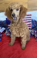 Lacy, a female Poodle - Toy  for sale in Gaffney, SC – 2 of 5