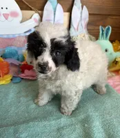 Bandit, a male Poodle - Toy  for sale in Gaffney, SC – Photo 3 of 3