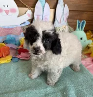 Bandit, a male Poodle - Toy  for sale in Gaffney, SC – Photo 1 of 3