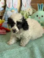 Bandit, a male Poodle - Toy  for sale in Gaffney, SC – Photo 2 of 3