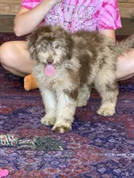 Sally, a female Miniature Labradoodle for sale in Gaffney, SC – 7 of 8