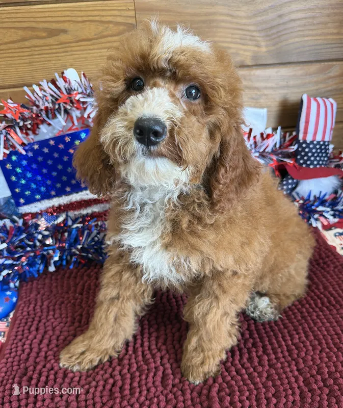 Casanova – Miniature Labradoodle puppy for sale in Gaffney, SC