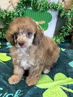 Marble, a female Poodle - Toy  for sale in Gaffney, SC – Photo 1 of 4