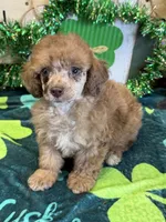 Marble, a female Poodle - Toy  for sale in Gaffney, SC – Photo 4 of 4