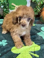 Marble, a female Poodle - Toy  for sale in Gaffney, SC – Photo 3 of 4