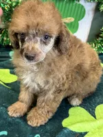 Marble, a female Poodle - Toy  for sale in Gaffney, SC – Photo 2 of 4
