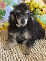 Playboy, a male Poodle - Toy  for sale in Gaffney, SC – 2 of 3