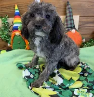 Leo, a male Maltipoo for sale in Gaffney, SC – Photo 2 of 3