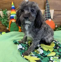 Leo, a male Maltipoo for sale in Gaffney, SC – Photo 3 of 3