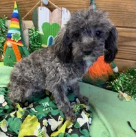 Leo, a male Maltipoo for sale in Gaffney, SC – Photo 1 of 3