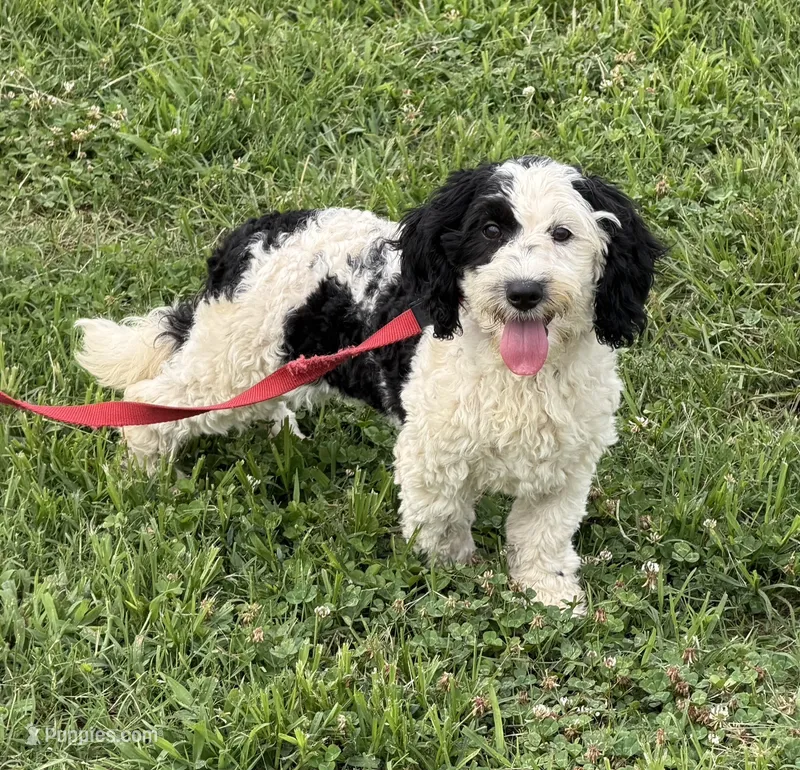 Oreo – Miniature Labradoodle puppy for sale in Gaffney, SC