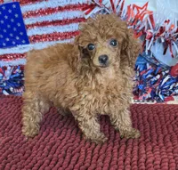 Cinnamon, a female Poodle - Toy  for sale in Gaffney, SC – 2 of 3