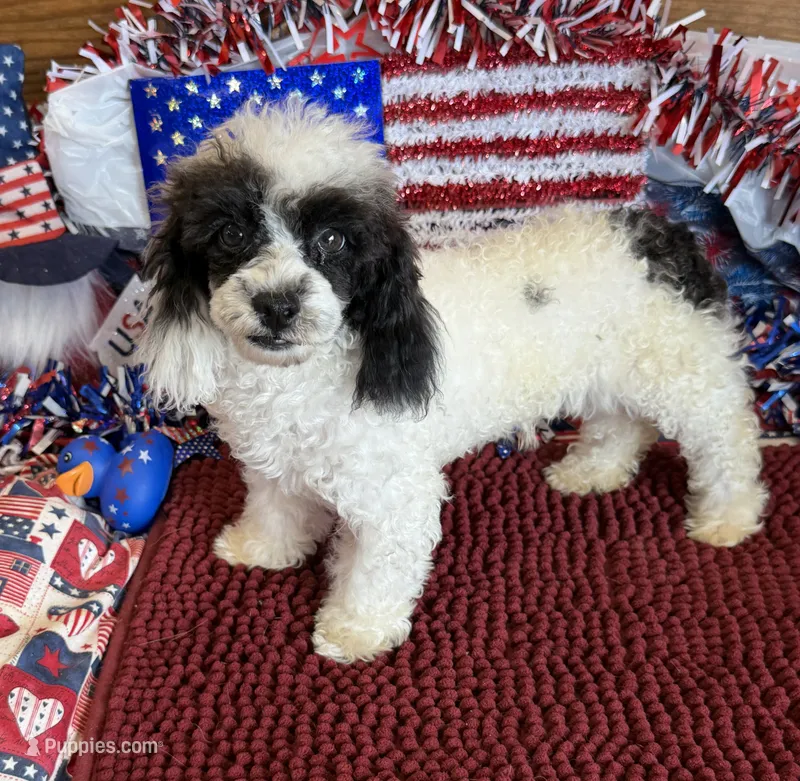 Bandit – Poodle - Toy  puppy for sale in Gaffney, SC