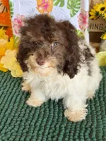Millie, a female Cockapoo for sale in Gaffney, SC – 4 of 4