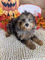 Vanna, a female Cockapoo for sale in Gaffney, SC – 3 of 3