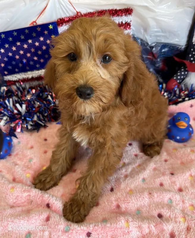Tanzy – Miniature Labradoodle puppy for sale in Gaffney, SC
