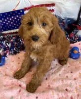 Tanzy, a female Miniature Labradoodle for sale in Gaffney, SC – 1 of 3