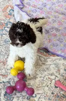 Sara, a female Miniature Goldendoodle for sale in Gaffney, SC – 7 of 7