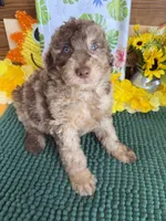 Sally, a female Miniature Labradoodle for sale in Gaffney, SC – 3 of 3