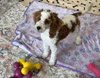 Rita, a female Miniature Goldendoodle for sale in Gaffney, SC – 5 of 7