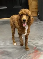 Fireball, a male Poodle - Miniature  for sale in Gaffney, SC – 3 of 6