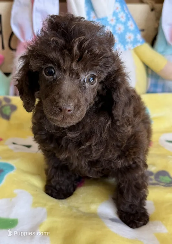 Cupcake – Poodle - Toy  puppy for sale in Gaffney, SC
