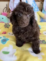 Cupcake, a female Poodle - Toy  for sale in Gaffney, SC – Photo 2 of 4