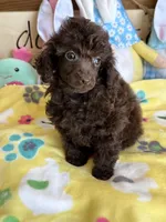 Cupcake, a female Poodle - Toy  for sale in Gaffney, SC – Photo 4 of 4