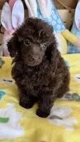 Cupcake, a female Poodle - Toy  for sale in Gaffney, SC – Photo 3 of 4