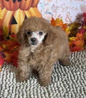 Rose, a female Poodle - Toy  for sale in Gaffney, SC – 1 of 4