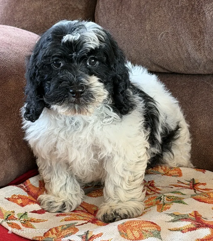 Molly – Cockapoo puppy for sale in Gaffney, SC