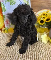 Lilly, a female Poodle - Toy  for sale in Gaffney, SC – 2 of 8