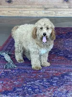 Thompson, a male Miniature Goldendoodle for sale in Gaffney, SC – 2 of 9