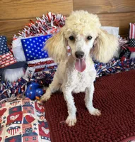 Newton, a male Poodle - Toy  for sale in Gaffney, SC – 2 of 9