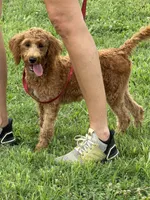 Tanzy, a female Miniature Labradoodle for sale in Gaffney, SC – 3 of 8