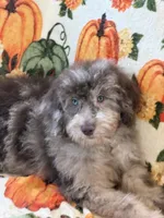 Sally, a female Miniature Labradoodle for sale in Gaffney, SC – 5 of 8