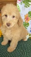 Taffy, a female Miniature Labradoodle for sale in Gaffney, SC – 3 of 4
