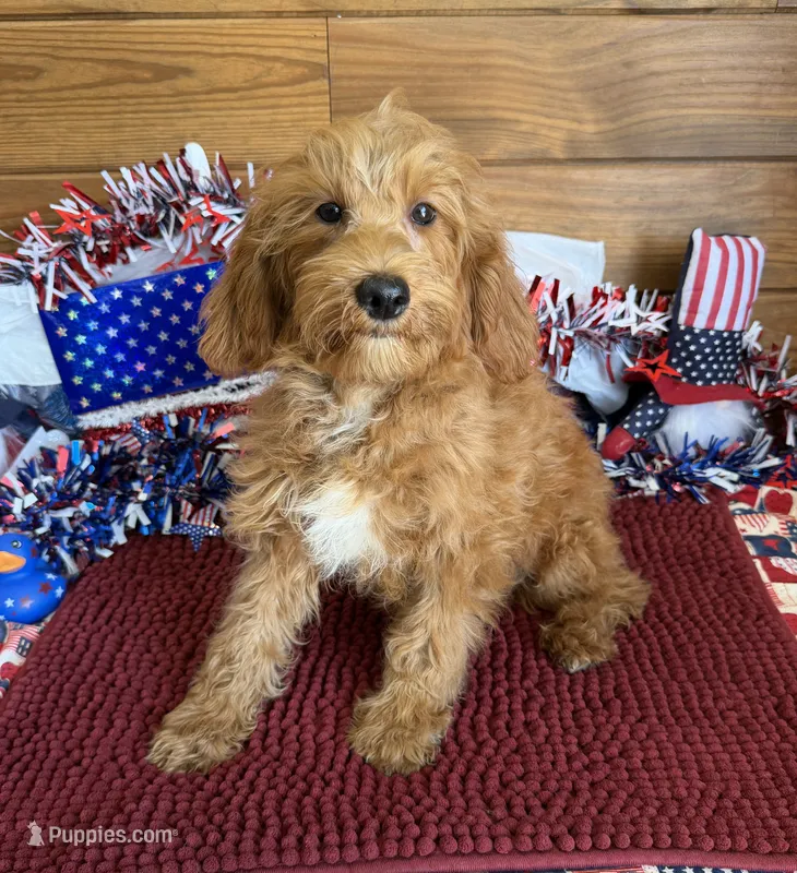 Tanzy – Miniature Labradoodle puppy for sale in Gaffney, SC