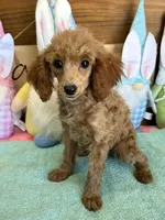 Scarlett, a  Poodle - Toy  for sale in Gaffney, SC – Photo 3 of 3