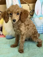 Scarlett, a  Poodle - Toy  for sale in Gaffney, SC – Photo 2 of 3