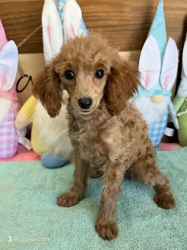 Scarlett – Poodle - Toy  puppy for sale in Gaffney, SC