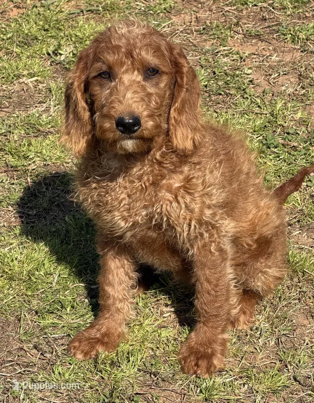 Jessie – Miniature Labradoodle puppy for sale in Gaffney, SC