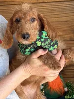 Jessie, a female Miniature Labradoodle for sale in Gaffney, SC – Photo 1 of 4