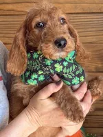 Jessie, a female Miniature Labradoodle for sale in Gaffney, SC – Photo 4 of 4