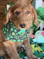Jessie, a female Miniature Labradoodle for sale in Gaffney, SC – Photo 3 of 4