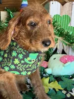 Jessie, a female Miniature Labradoodle for sale in Gaffney, SC – Photo 2 of 4