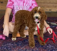 Casanova, a male Miniature Labradoodle for sale in Gaffney, SC – 9 of 9